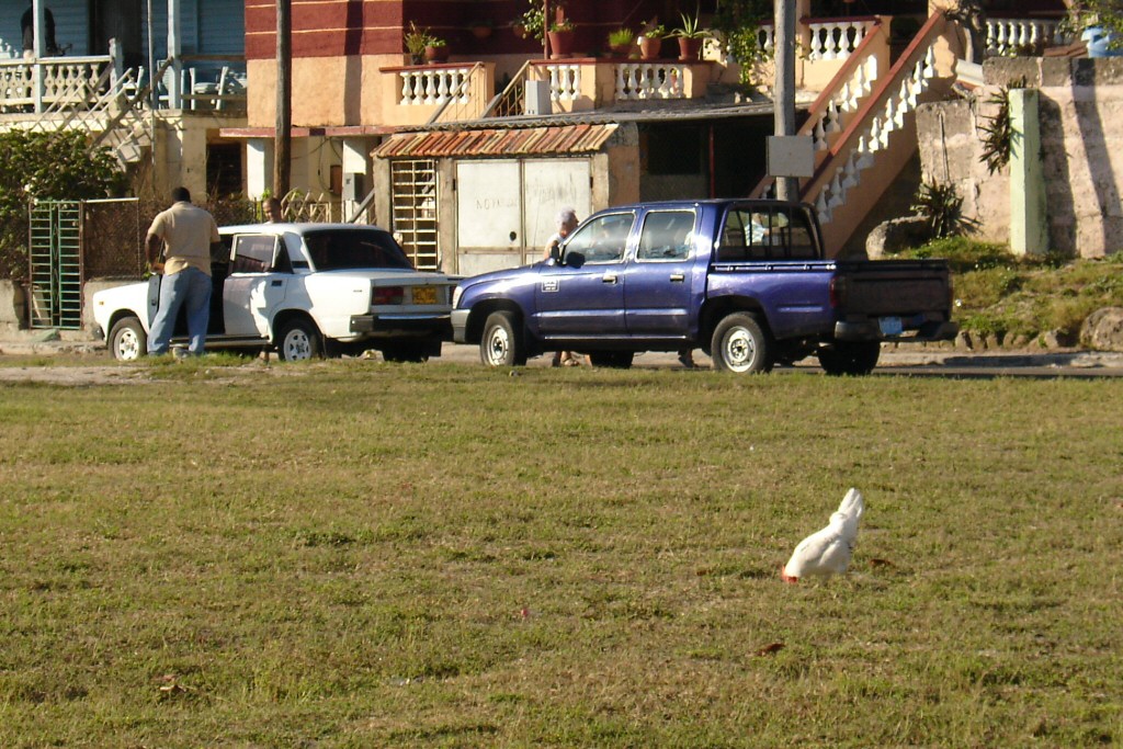 Hühner laufen vor den Häusern über die Wiese.