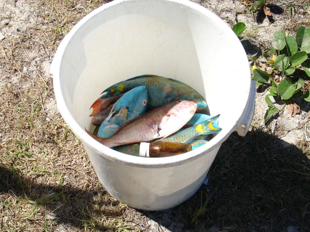 ... das waren die Fische, die es dann später zu Essen gab.