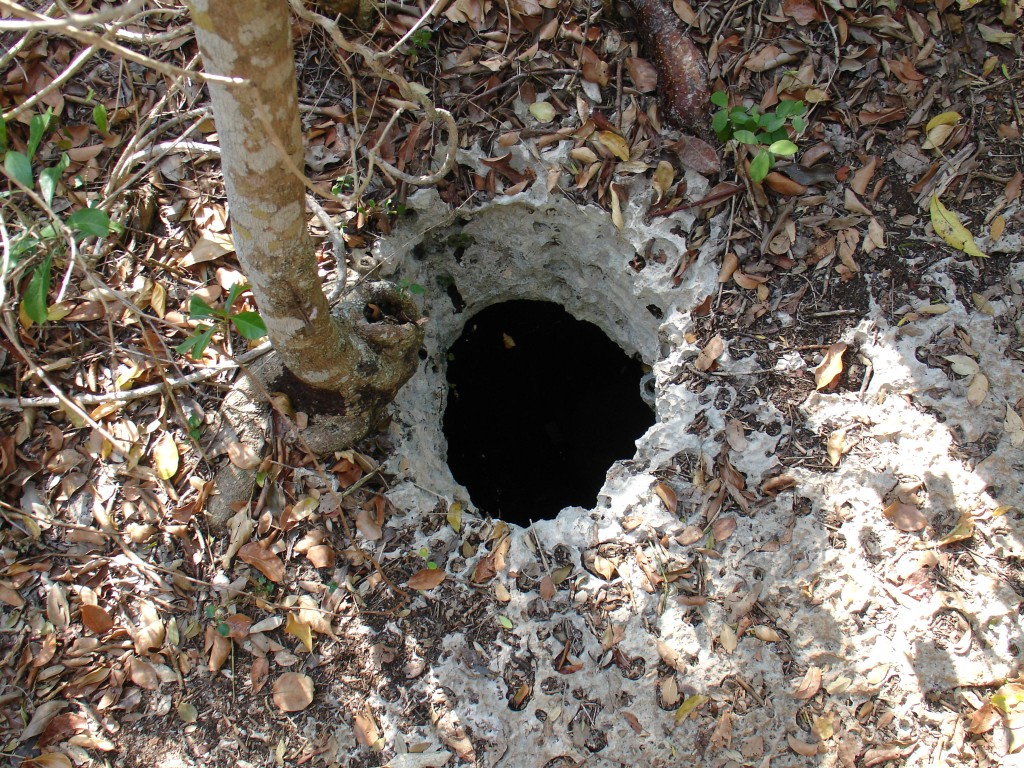 Der Boden besteht hier aus karstigem Kalk und hat viele Löcher und Höhlen.