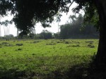 Kühe auf der Weide