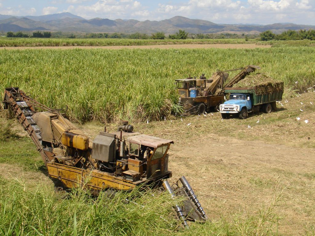 Zuckerrohr wird mit Maschinen geerntet, die ähnlich wie Mähdrescher aussehen.