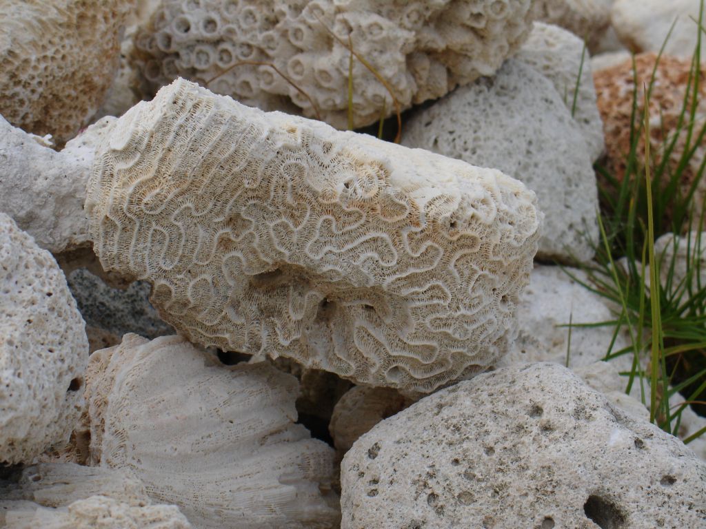 Am Strand liegen immer wieder Korallen.