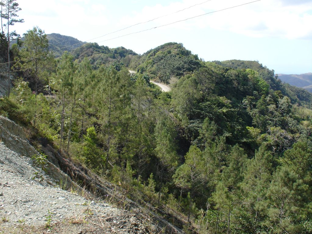Die Straße ging weiter durch den Wald.