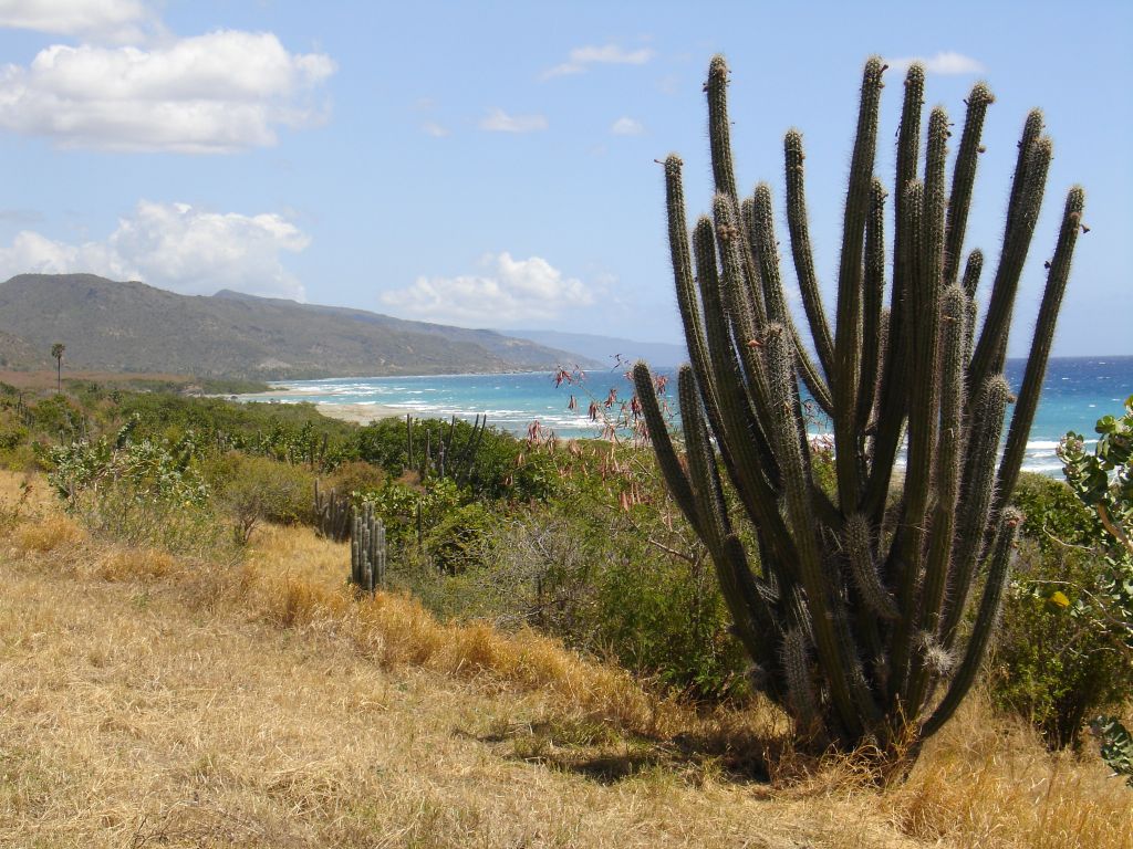 An der Südküste wachsen viele Kakteen.