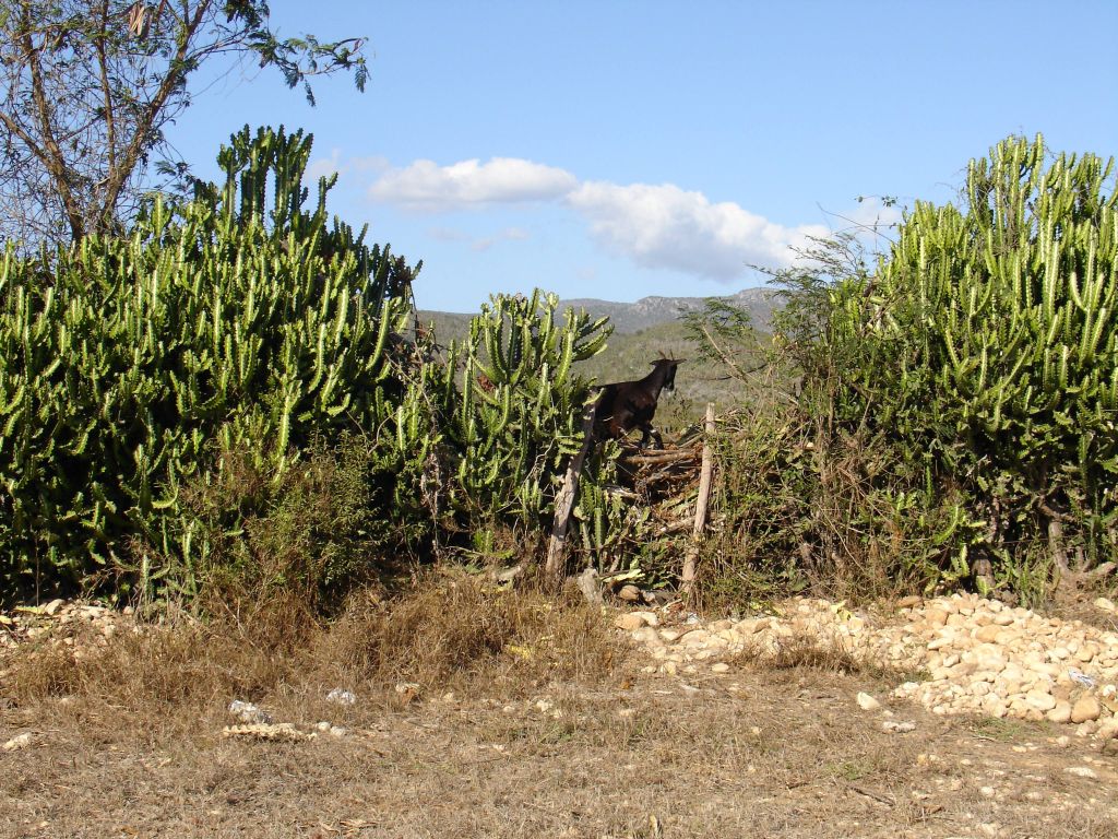 Ein Feld ist durch eine Kakteenhecke eingezäunt.