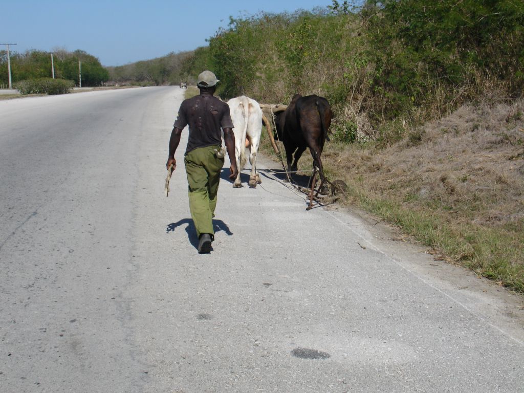 Auf dem Randstreifen der Autobahn ging ein Bauer mit einem Ochsengespann, das einen Pflug zog.<br />Weil sowieso nur wenige Autos fahren, war es kein Problem, ihn mit dem Rad zu überholen