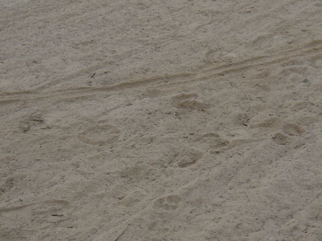 Im Straßensand sieht man Spuren von einem Rad, einem Pferd und einem Hund. 