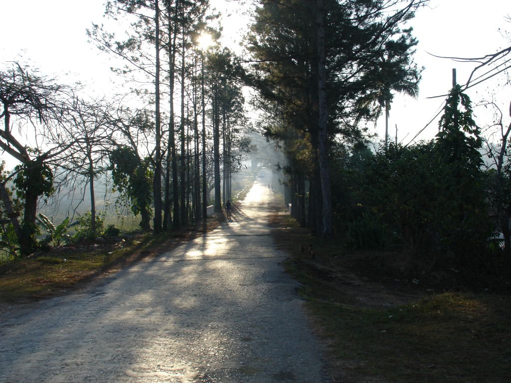 Durch eine Aart Kiefernallee geht es den Berg hinauf ...