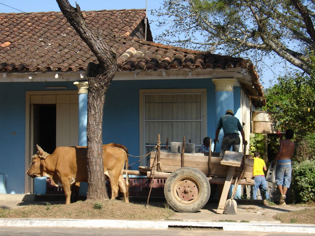 Mit dem Ochsenkarren werden Baumaterialien transportiert.