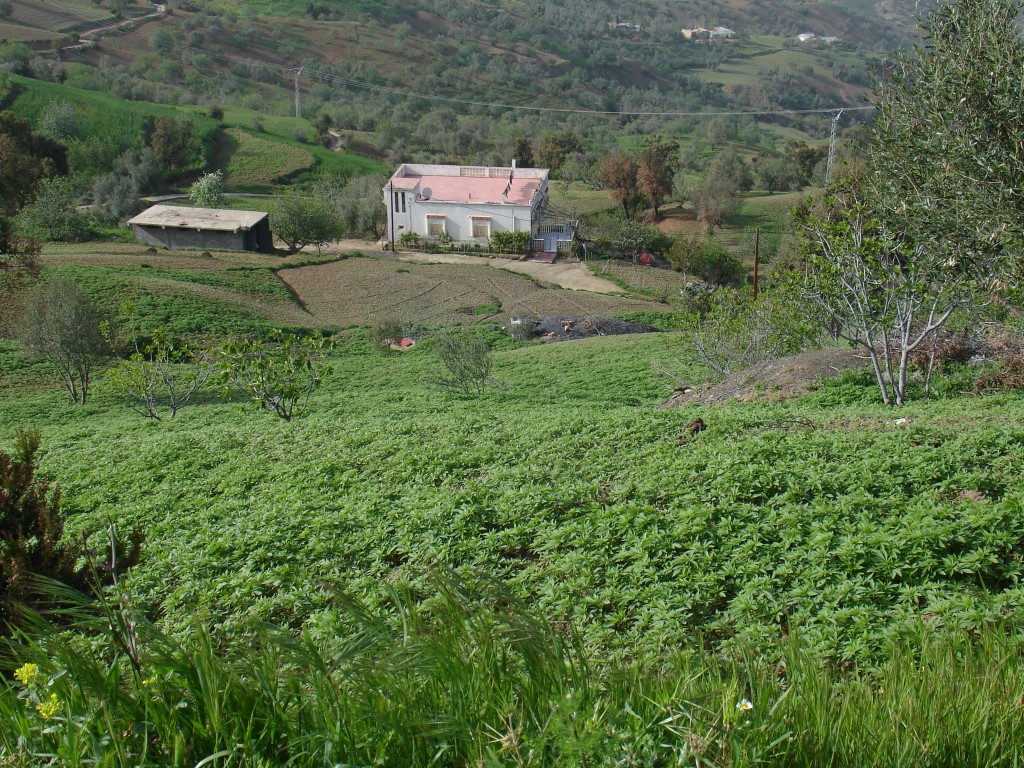 Das Rif ist eines der großen Cannabis-Anbaugebiete der Welt. Jeder Autofahrer, der mir zwischen Ketama und Taounate begegnet ist, ist langsamer gefahren und hat mich gefragt, ob ich keinen Kif (Marihuana) will. Und auch fast alle Fußgänger haben mir das angeboten.