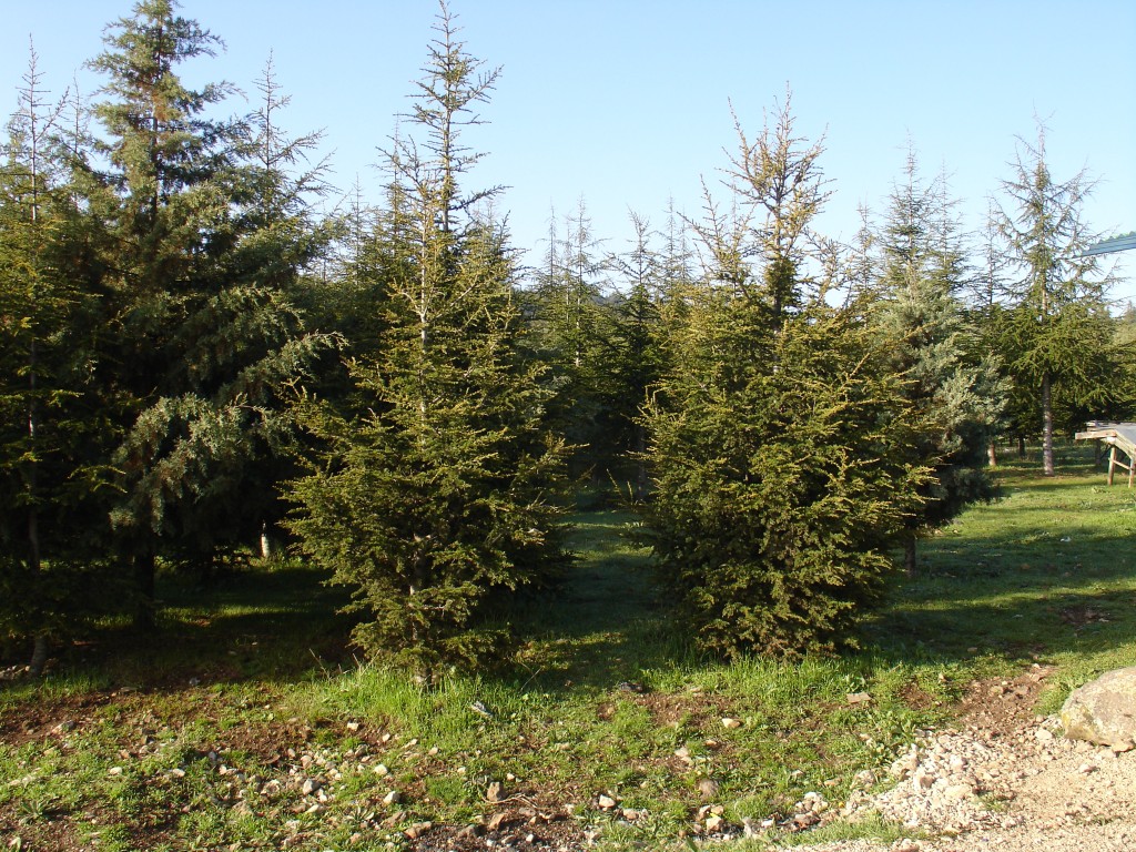 Der Wald besteht hier hauptsächlich aus Zedern, hier junge Examplare.