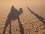Dromedar im Schatten