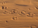 Spuren im Sand