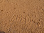Spuren im Sand