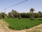 Feld