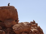 Erdhörnchen auf Felsen