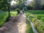 Weg durch die Palmengärten
