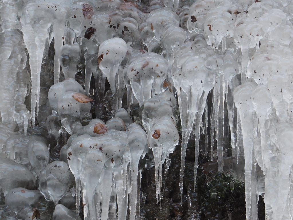 Einige Eisbildungen haben Blätter eingeschlossen. Sie sahen mit etwas Phantasie wie Quallen aus.